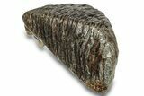 Fossil Woolly Mammoth Molar - Siberia #260003-4